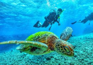Scuba diver exploring the ocean with a green sea turtle in clear turquoise waters at Adagio Villa Resort.