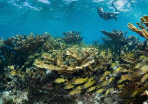 Underwater scene showcasing vibrant coral reef, colorful fish, and a snorkeler exploring the marine life at Adagio Villa Resort.